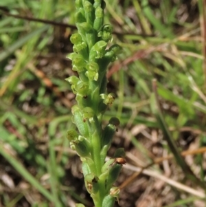 Microtis unifolia at Macgregor, ACT - 25 Nov 2022