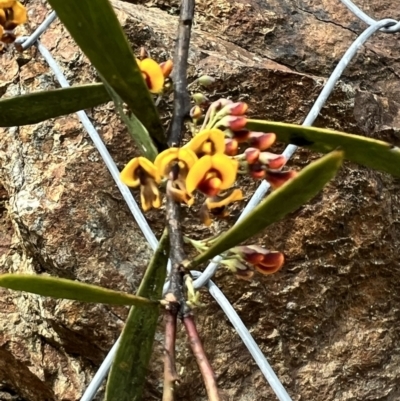 Daviesia mimosoides (Bitter Pea) at Cotter Reserve - 29 Oct 2022 by JimL