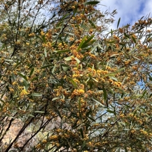 Daviesia mimosoides at Paddys River, ACT - 29 Oct 2022 04:59 PM