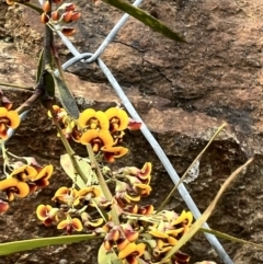 Daviesia mimosoides at Paddys River, ACT - 29 Oct 2022