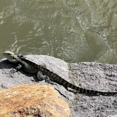 Intellagama lesueurii (Australian Water Dragon) at Cotter Reserve - 29 Oct 2022 by JimL