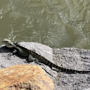 Intellagama lesueurii at Paddys River, ACT - 29 Oct 2022