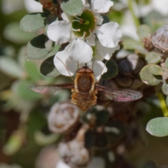 Staurostichus sp. (genus) (Unidentified Staurostichus bee fly) at Namadgi National Park - 27 Jan 2022 by DPRees125