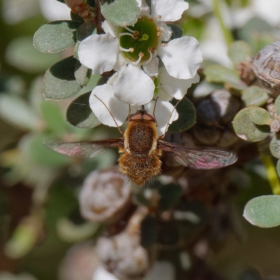 Staurostichus sp. (genus) (Unidentified Staurostichus bee fly) at Namadgi National Park - 27 Jan 2022 by DPRees125