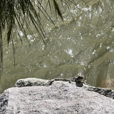 Intellagama lesueurii howittii (Gippsland Water Dragon) at Paddys River, ACT - 29 Oct 2022 by JimL