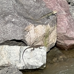 Intellagama lesueurii howittii at Paddys River, ACT - 29 Oct 2022