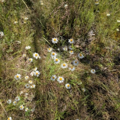Rhodanthe anthemoides (Chamomile Sunray) at Stromlo, ACT - 10 Nov 2022 by BedeM