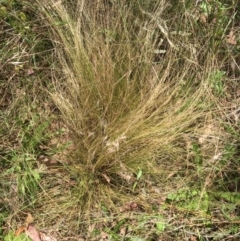 Nassella trichotoma (Serrated Tussock) at Hall, ACT - 30 Nov 2022 by strigo