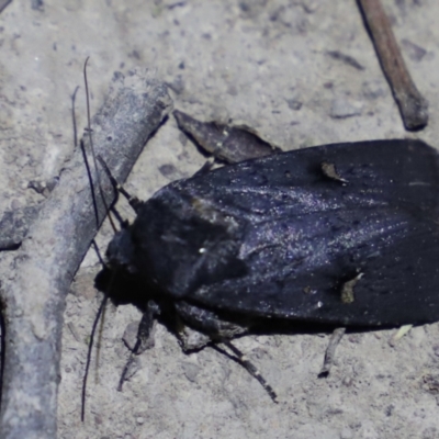 Proteuxoa atra (Sombre Noctuid) at Forde, ACT - 12 Mar 2022 by JimL