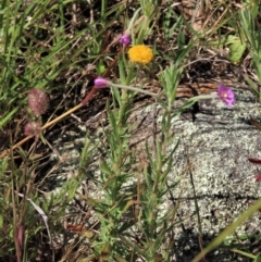 Epilobium billardiereanum subsp. cinereum (Hairy Willow Herb) at Macgregor, ACT - 25 Nov 2022 by AndyRoo