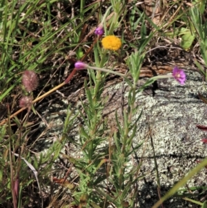 Epilobium billardiereanum subsp. cinereum at Macgregor, ACT - 25 Nov 2022