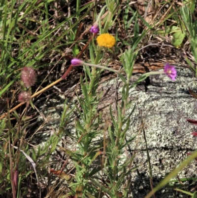 Epilobium billardiereanum subsp. cinereum (Hairy Willow Herb) at Macgregor, ACT - 25 Nov 2022 by AndyRoo