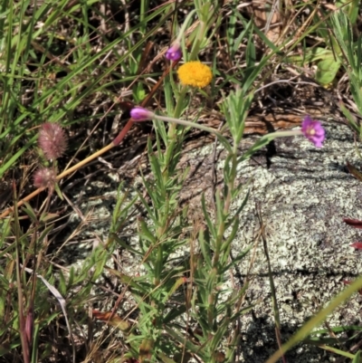 Epilobium billardiereanum subsp. cinereum (Variable Willow-herb) at Macgregor, ACT - 25 Nov 2022 by AndyRoo