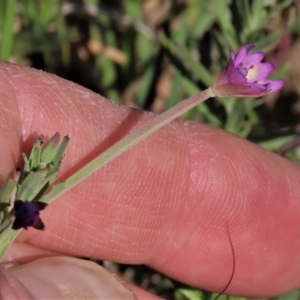 Epilobium billardiereanum subsp. cinereum at Macgregor, ACT - 25 Nov 2022