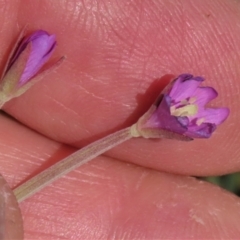 Epilobium billardiereanum subsp. cinereum at Macgregor, ACT - 25 Nov 2022 03:57 PM