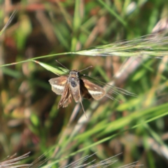 Taractrocera papyria (White-banded Grass-dart) at Higgins, ACT - 29 Nov 2022 by Trevor