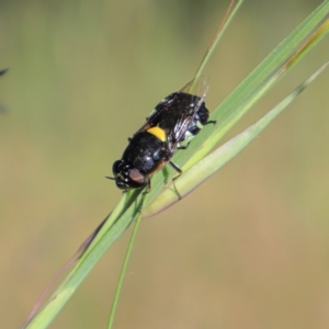 Odontomyia hunteri at Higgins, ACT - 29 Nov 2022 05:20 PM