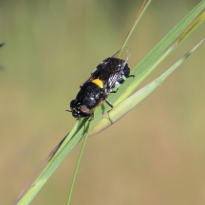 Odontomyia hunteri (Soldier fly) at Higgins, ACT - 29 Nov 2022 by Trevor