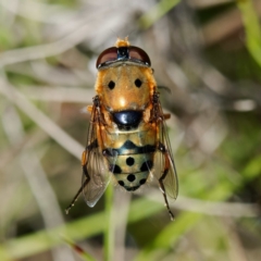 Austalis pulchella (Hover fly) at Namadgi National Park - 28 Nov 2022 by DPRees125