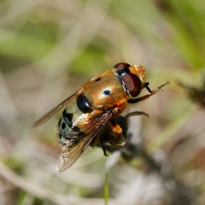 Austalis pulchella at Cotter River, ACT - 28 Nov 2022