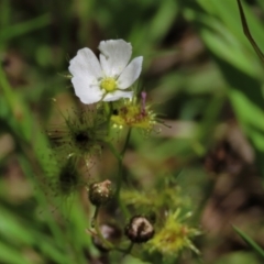 Drosera gunniana (Pale Sundew) at Dunlop, ACT - 25 Nov 2022 by AndyRoo