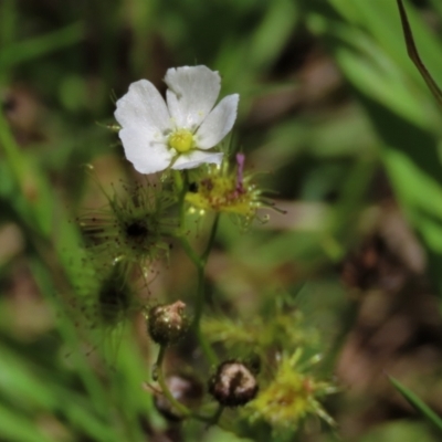 Drosera gunniana (Pale Sundew) at Jarramlee-West MacGregor Grasslands - 25 Nov 2022 by AndyRoo