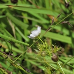 Drosera gunniana at Dunlop, ACT - 25 Nov 2022