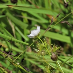 Drosera gunniana at Dunlop, ACT - 25 Nov 2022