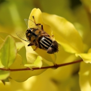 Eristalinus punctulatus at Wodonga, VIC - 30 Nov 2022 10:47 AM