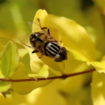 Eristalinus punctulatus (Golden Native Drone Fly) at Wodonga, VIC - 30 Nov 2022 by KylieWaldon