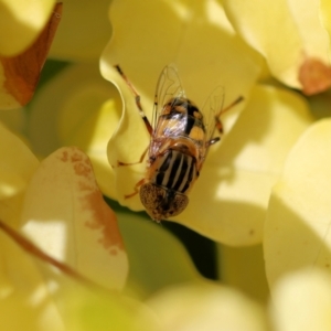 Eristalinus punctulatus at Wodonga, VIC - 30 Nov 2022 10:47 AM