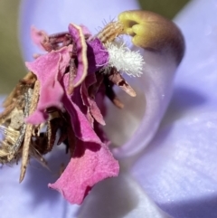 Heliocosma (genus - immature) (A tortrix or leafroller moth) at Cotter River, ACT - 25 Nov 2022 by AJB