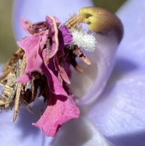 Heliocosma (genus - immature) at Namadgi National Park - 25 Nov 2022