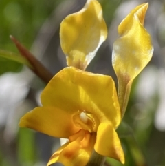 Diuris semilunulata (Late Leopard Orchid) at Paddys River, ACT - 25 Nov 2022 by AJB