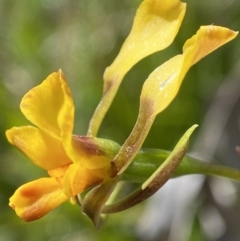 Diuris semilunulata at Paddys River, ACT - 25 Nov 2022