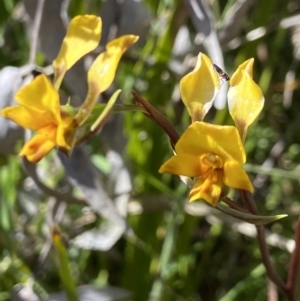 Diuris semilunulata at Paddys River, ACT - 25 Nov 2022