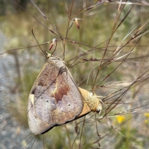 Heteronympha merope at Stromlo, ACT - 30 Nov 2022