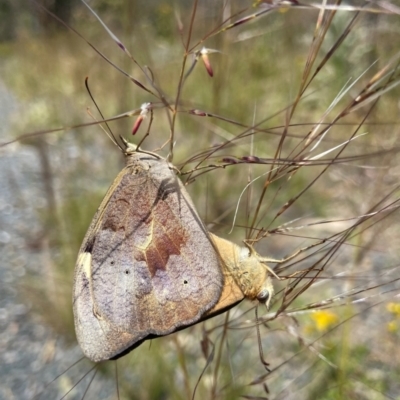 Heteronympha merope (Common Brown Butterfly) at Stromlo, ACT - 30 Nov 2022 by AJB