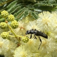 Eleale simplex (Clerid beetle) at Stromlo, ACT - 30 Nov 2022 by AJB