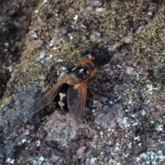 Microtropesa sinuata (A bristle fly) at Waramanga, ACT - 18 Aug 2022 by AndyRoo