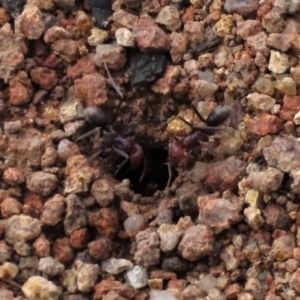 Iridomyrmex purpureus at Waramanga, ACT - 18 Aug 2022