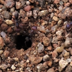 Iridomyrmex purpureus at Waramanga, ACT - 18 Aug 2022