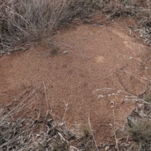 Iridomyrmex purpureus at Waramanga, ACT - 18 Aug 2022