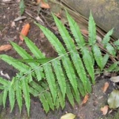 Christella dentata (Binung) at Budderoo National Park - 30 Nov 2022 by plants