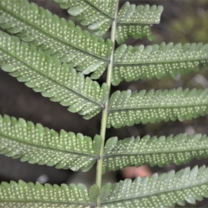 Christella dentata at Jamberoo, NSW - 30 Nov 2022 02:47 PM