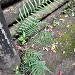 Pteris vittata (Chinese Brake, Ladder Brake) at Budderoo National Park - 30 Nov 2022 by plants