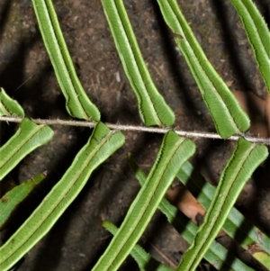 Pteris vittata at Jamberoo, NSW - 30 Nov 2022