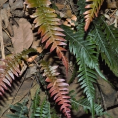 Blechnum neohollandicum (Prickly Rasp Fern) at Budderoo National Park - 30 Nov 2022 by plants