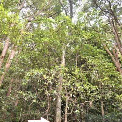 Gmelina leichhardtii (White Beech) at Budderoo National Park - 30 Nov 2022 by plants