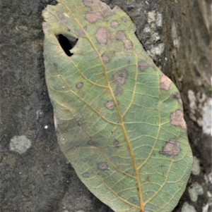 Gmelina leichhardtii at Jamberoo, NSW - 30 Nov 2022 02:53 PM